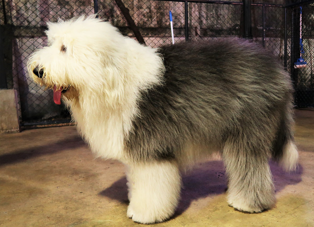 Old English Sheepdog